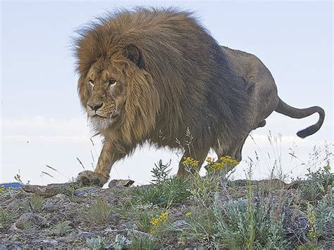 獅子的習性|獅子是什麼羊？深入了解獅子的生物特徵與生態習性